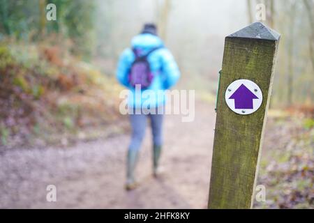 Öffentlicher Fußweg mit purpurem Pfeil (freizügiger Brückenweg) an einem Wintermorgen in Großbritannien auf einem Waldposten mit isolierter Rückansicht von Frauen, die in Gummibeinen spazieren gehen. Stockfoto