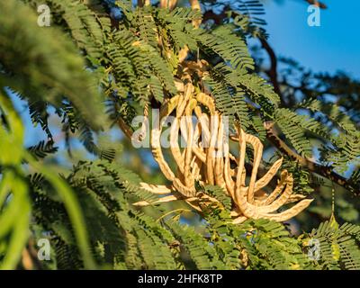 Senegalia senegal, auch bekannt als Acacia senegal, ist ein kleiner dorniger Laubbaum aus der Gattung Senegalia. Andere gebräuchliche Namen, Kaugummiakazie, Kaugummi arabisch t Stockfoto