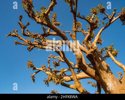 Riesiger Baobab Baum bei Sonnenuntergang. Baum des Glücks, Senegal. Afrika Stockfoto