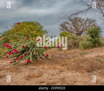 Einzelne Baobabs und andere Pflanzen in der afrikanischen Steppe während der Trockenzeit. Bäume des Glücks, Senegal. Afrika. Stockfoto