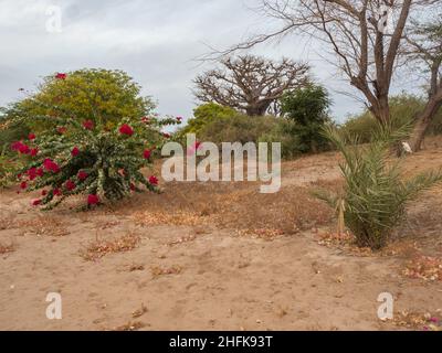 Einzelne Baobabs und andere Pflanzen in der afrikanischen Steppe während der Trockenzeit. Bäume des Glücks, Senegal. Afrika. Stockfoto