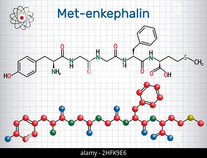Met-Enkepalin-Molekül. Es handelt sich um endogenes Opioid-Peptid. Blatt Papier in einem Käfig. Strukturelle chemische Formel und Molekülmodell Stock Vektor