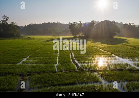 Die Morgensonne scheint über einem jungen grünen Reis schießt Feld in Sri Lanka. Exotische Länder oder Landwirtschaft Konzept Foto. Stockfoto