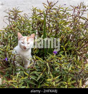 Streunende Katzen im Park-verschiedene Stockfoto