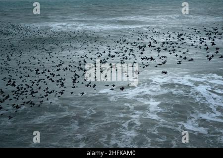 Eine Murmuration über dem Meer vor dem Strand in Brighton, East Sussex, Großbritannien Stockfoto