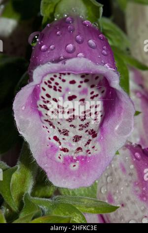 Nahaufnahme der purpurnen Blume von Common Foxglove mit einigen Tau-Tropfen darauf Stockfoto