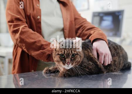 Nahaufnahme einer Frau, die ihre niedliche Katze hält, während sie während des Besuchs in der Tierarztklinik auf dem Tisch liegt Stockfoto