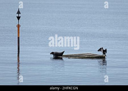 Robbe und Kormoran (Phalacrocorax carbo) zusammen auf einem Floß, Naturschutzgebiet Geltinger Birk, Falshöft, Schleswig-Holstein, Deutschland Stockfoto