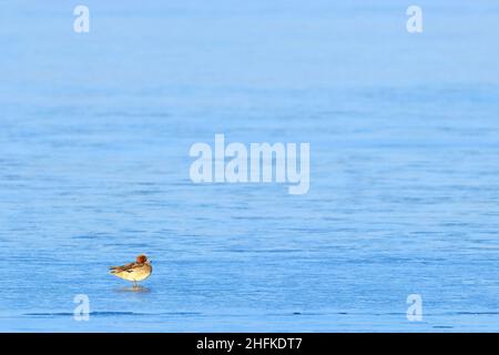 Eurasischer Wirr, der auf einem gefrorenen See steht Stockfoto