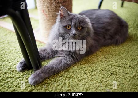 Glückliche Katze. Scottish Fold Cat. British Blue Cat zu Hause. Große fette und unverschämte Katze Stockfoto
