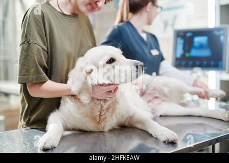Nahaufnahme eines reinrassigen Hundes, der auf dem Tisch liegt, wobei der Besitzer in der Nähe steht, während der Arzt ihn in der Tierarztklinik untersucht Stockfoto