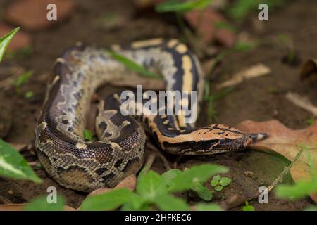 Borneo-Kurzschwanzpythonschlange (Python curtus breitensteini) Stockfoto