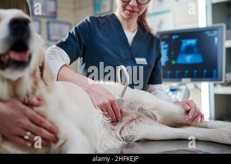 Junger Tierarzt in Uniform, der Ultraschall an den Hund macht, während er auf dem Tisch liegt Stockfoto