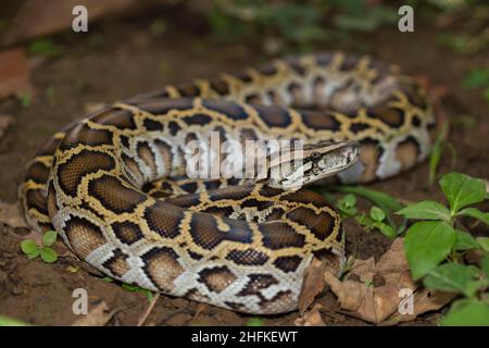 Snake Burmese Python, Python molurus bivittatus Stockfoto