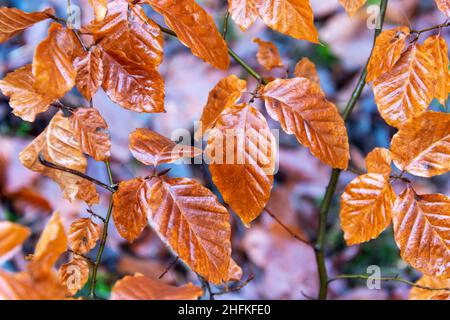 In den Wintermonaten waren die Buchenblätter noch an ihrer Stammpflanze befestigt Stockfoto