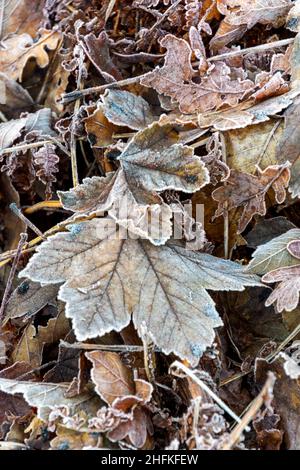 Frostige Blätter, die während der Herbstsaison zu Boden gefallen sind und nun durch den Winter vergehen Stockfoto