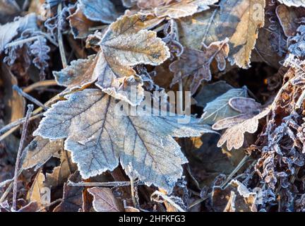 Frostige Blätter, die während der Herbstsaison zu Boden gefallen sind und nun durch den Winter vergehen Stockfoto