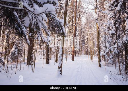 Winter im Fichtenwald, Fichten bedeckt mit weißem flauschigen Schnee. Skigebiet. Tolle Aussicht auf die Wildnis. Entdecken Sie die Schönheit des Landes. Tourismuskonzept. Frohes neues Jahr. Stockfoto