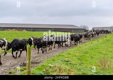 Timoleague, West Cork, Irland. 17th Januar 2022. Nach 2 Monaten des Lebens in Ställen wurde David Deeasy's Wintermelkherde mit 139 Milchkühen heute wieder auf die Felder gebracht. Quelle: AG News/Alamy Live News Stockfoto