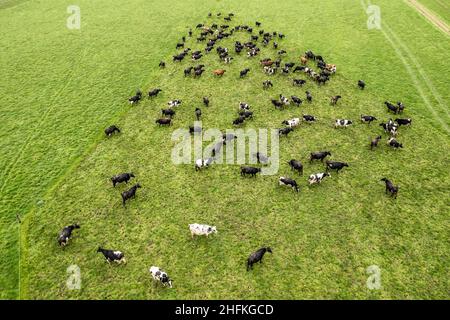 Timoleague, West Cork, Irland. 17th Januar 2022. Nach 2 Monaten des Lebens in Ställen wurde David Deeasy's Wintermelkherde mit 139 Milchkühen heute wieder auf die Felder gebracht. Quelle: AG News/Alamy Live News Stockfoto
