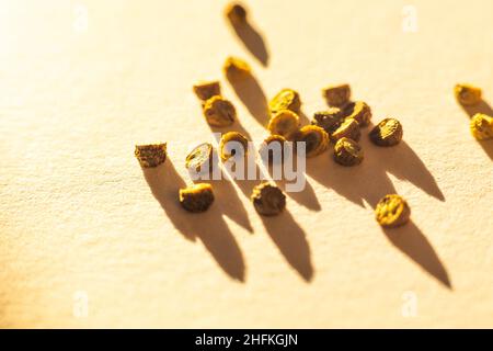 Malva sylvestris var. mauritiana 'zebrina' Samen aus nächster Nähe Stockfoto