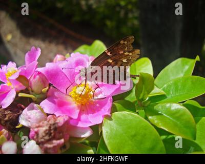 Rosa pereskia Blume (Pereskia grandifolia) im Garten Stockfoto