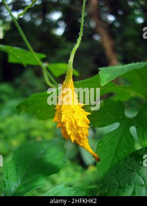 Bittere Melonenfrucht (Momordica charantia) Stockfoto