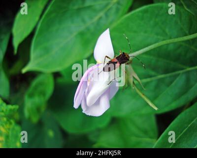 Stinkbug on flower in the garden Stock Photo