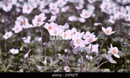 Eine Gruppe von weißen Anemonen an einem sonnigen Tag auf einer frühlingsgrünen Wiese. Hintergrund. Selektiver Fokus im Vordergrund. Getöntes Bild. Stockfoto