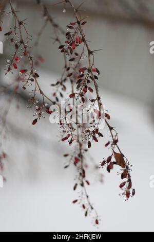 Ein Zweig der Berberitze mit trockenen roten Beeren und Wassertropfen im Wintergarten. Speicherplatz kopieren. Winterhintergrund mit roten Beeren. Stockfoto