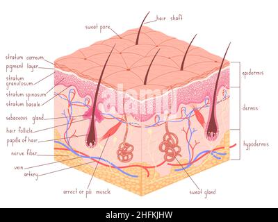 Menschliche Haut Anatomie Epidermis mit Haarfollikel medizinische Vektor-Illustration Stock Vektor