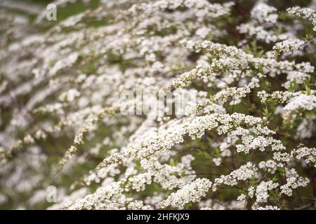 Blühender Spirea-Busch aus nächster Nähe, in kleinen weißen Blüten im weichen Licht eines Frühlingsmorgens. Hintergrund. Selektiver Fokus. Stockfoto