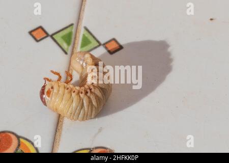 Oryctes nasicornis ssp.grypus, Iberische Rhinoceros Beetle Larven Stockfoto