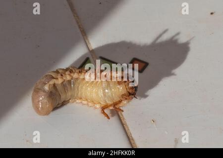 Oryctes nasicornis ssp.grypus, Iberische Rhinoceros Beetle Larven Stockfoto