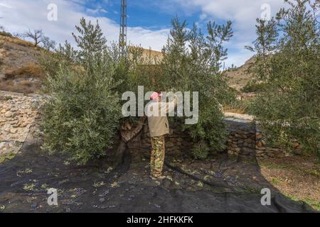 Olivenernte auf Netzen, an einem sonnigen Tag im Dezember, Andalusien Spanien Stockfoto