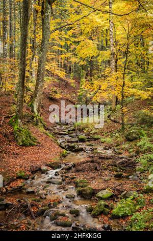 Säumende Wälder und Bachlauf mit bunten gelben Blättern in der Auvergne France Stockfoto