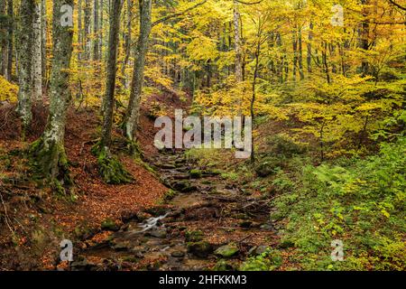 Säumende Wälder und Bachlauf mit bunten gelben Blättern in der Auvergne France Stockfoto