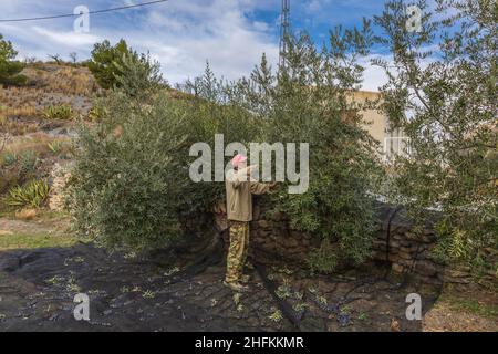 Olivenernte auf Netzen, an einem sonnigen Tag im Dezember, Andalusien Spanien Stockfoto