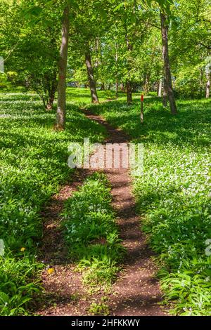 Fußweg in einem Wald mit blühenden Ramson-Blüten Stockfoto