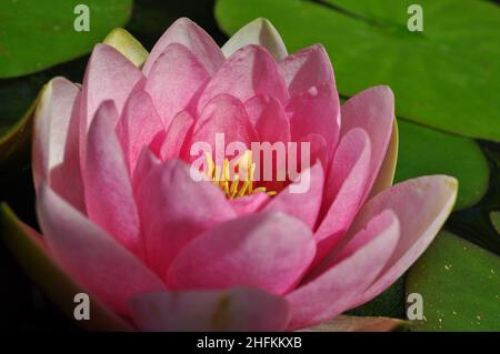 Eine einzelne rosa Seerosenblume (Nymphaea) auf einem Gartenteich in East Yorkshire, England Stockfoto