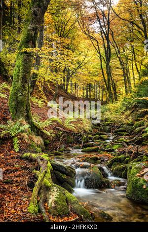 Säumende Wälder und Bachlauf mit bunten gelben Blättern in der Auvergne France Stockfoto