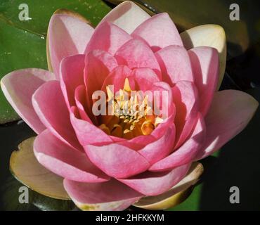 Eine einzelne rosa Seerosenblume (Nymphaea) auf einem Gartenteich in East Yorkshire, England Stockfoto