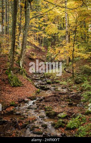 Säumende Wälder und Bachlauf mit bunten gelben Blättern in der Auvergne France Stockfoto