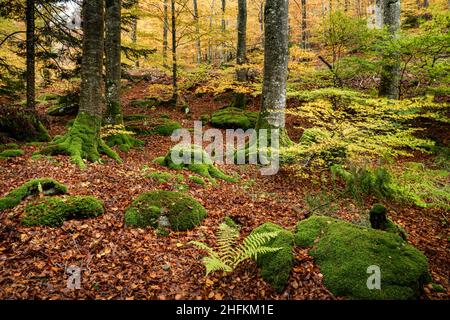 Moosbedeckte Bäume und Baumstümpfe in einem Wald in der Auvergne Frankreich Stockfoto