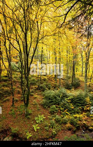 Herbstwald mit bunten gelben Blättern in der Auvergne Frankreich Stockfoto