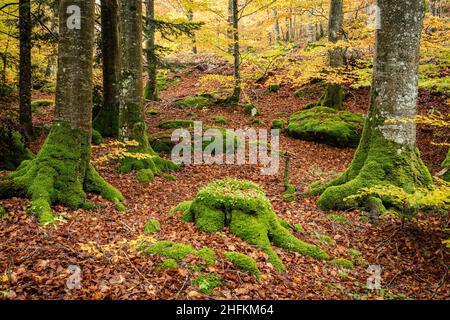 Moosbedeckte Bäume und Baumstümpfe in einem Wald in der Auvergne Frankreich Stockfoto
