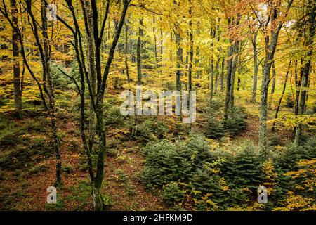 Herbstwald mit bunten gelben Blättern in der Auvergne Frankreich Stockfoto