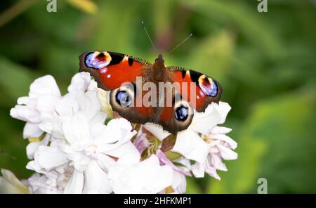 Ein europäischer Pfauenschmetterling (Aglais io), der im Sommer mit offenen Flügeln auf einer Blume ruht, Großbritannien Stockfoto