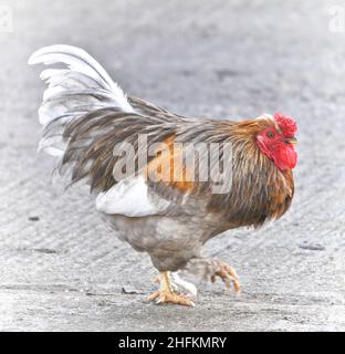 Ein männlicher bantam pekin-Hahn, der auf Beton in einem Hof läuft Stockfoto