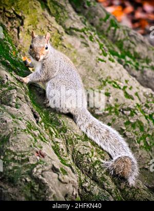 Ein Ostgrauer Eichhörnchen (Sciurus carolinensis), der die Kamera am Fuß eines Baumes in einem Wald in East Yorkshire, England, anschaut Stockfoto